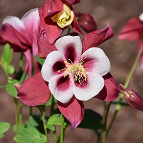 Plant Photo 10