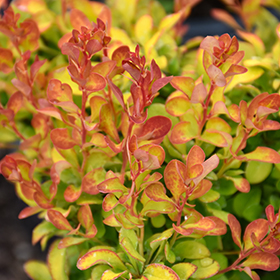 Plant Photo 5