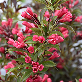 Plant Photo 3