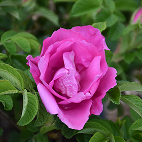 Plant Photo 9