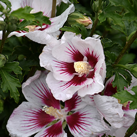 Plant Photo 2