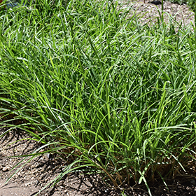 Plant Photo 3