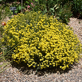 Plant Photo 1