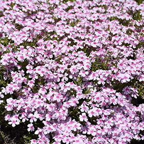 Plant Photo 6
