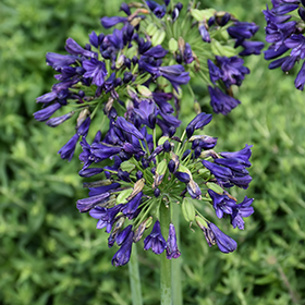 Plant Photo 4