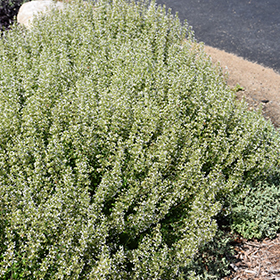Plant Photo 1