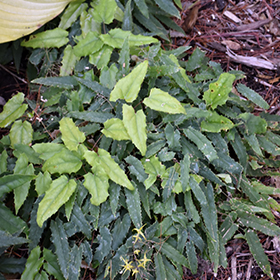 Plant Photo 2