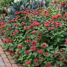 Plant Photo 2