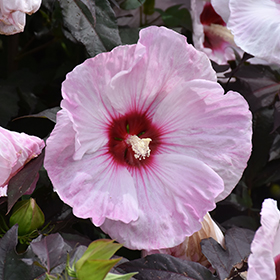 Plant Photo 3