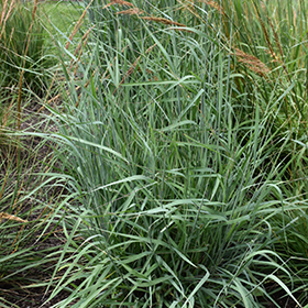 Plant Photo 4