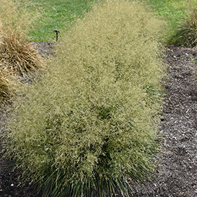 Plant Photo 2