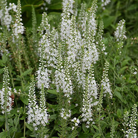 Plant Photo 2