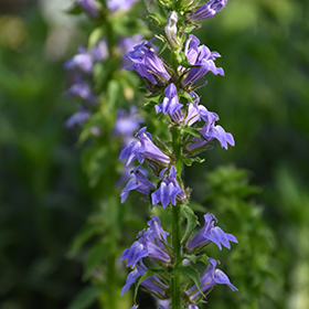 Plant Photo 6