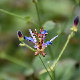 Plant Photo 3