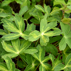Plant Photo 3
