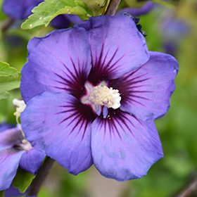 Plant Photo 1