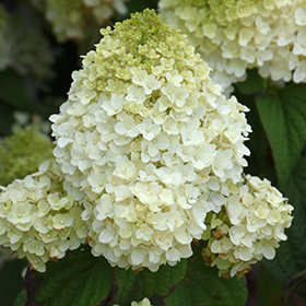 Plant Photo 7