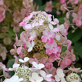 Plant Photo 3