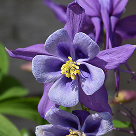 Plant Photo 1