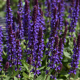 Plant Photo 8