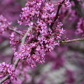 Plant Photo 1
