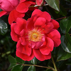 Plant Photo 3