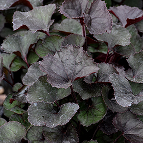 Plant Photo 5