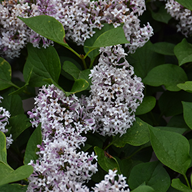 Plant Photo 9