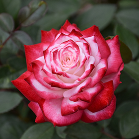 Plant Photo 7