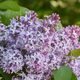 Plant Photo 4