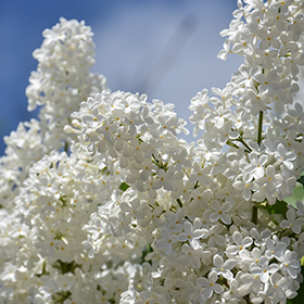 Plant Photo 5