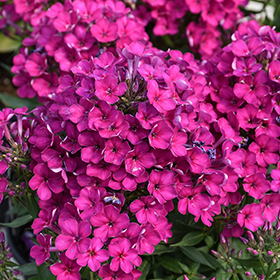 Plant Photo 5