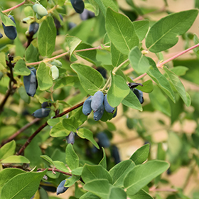 Plant Photo 1