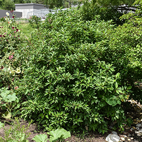 Plant Photo 10