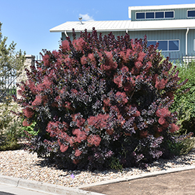 Plant Photo 7