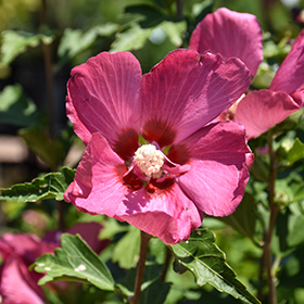 Plant Photo 4