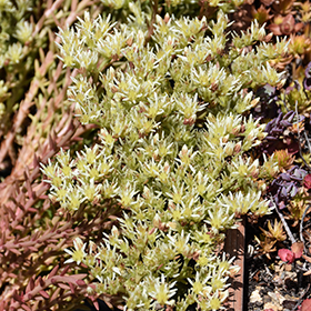 Plant Photo 6