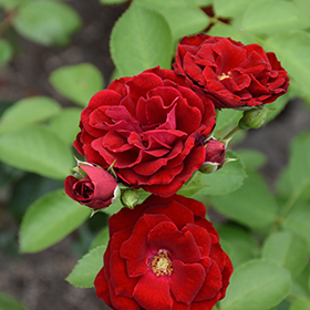 Plant Photo 1