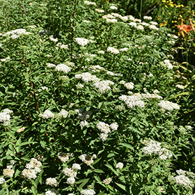 Plant Photo 2