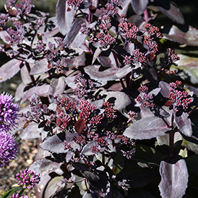 Plant Photo 6