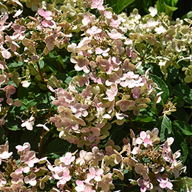 Plant Photo 1