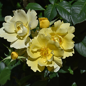 Plant Photo 3