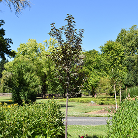Plant Photo 1