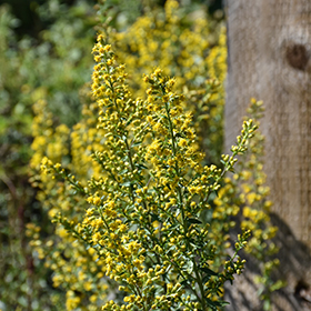 Plant Photo 2