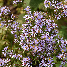 Plant Photo 5