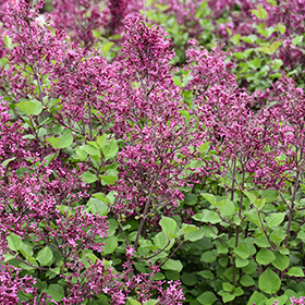 Plant Photo 8