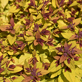 Plant Photo 7