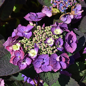 Plant Photo 9