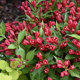 Plant Photo 4