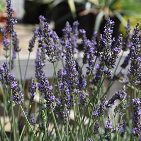 Plant Photo 7